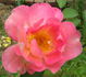 11D-01 rose photo