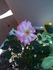 Seattle Scentsation ™ rose photo