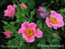 Gloire des Anciens rose photo
