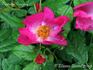 Deutsche Danzing rose photo