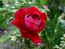 Candella ® rose photo