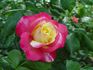 Double Perfection ™ rose photo