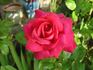 Dublin rose photo