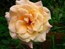Jema rose photo