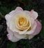 Rosa Mystica rose photo