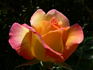 Grimpant Grand'mère Jenny rose photo