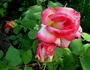 Arabella rose photo