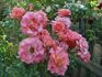 Cathedral rose photo