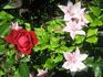 Red Fountain rose photo