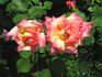 Arabella rose photo