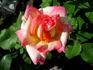 Arabella rose photo