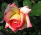 Arabella rose photo