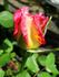 Arabella rose photo