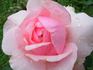 Oriane rose photo