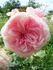 Oriane rose photo