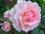 Oriane rose photo