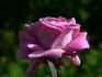 Balkan Star rose photo