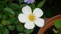 Awayuki rose photo