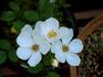 Awayuki rose photo