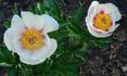 Athena peony photo