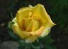 Konfetti ™ rose photo