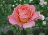 Seashell rose photo