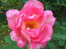 11D-01 rose photo