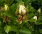 Alba Odorata rose photo