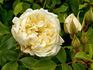 Alba Odorata rose photo