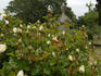Alba Odorata rose photo