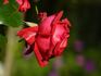 Cherry breeze rose photo
