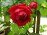 Cherry breeze rose photo