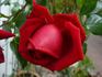 Cherry breeze rose photo