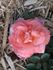 Frontier Twirl rose photo