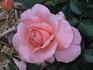 Frontier Twirl rose photo