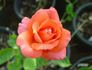 Acapulco Sunset rose photo