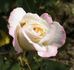 Aurore de Jacques-Marie ® rose photo