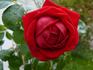 Cherry breeze rose photo