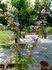C. 'Margaret Hunt' clematis photo