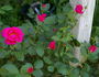 My Girl rose photo