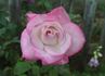 Agnes Winchel rose photo