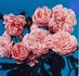 Alister Clark rose photo