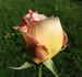 Reflets de Nacre ® rose photo
