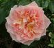 Reflets de Nacre ® rose photo