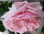 Oriane rose photo