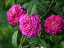 Arlequin rose photo