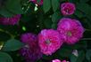 Arlequin rose photo
