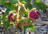 Crested Damask rose photo
