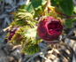 Crested Damask rose photo