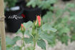 Dame de Montsoreau rose photo